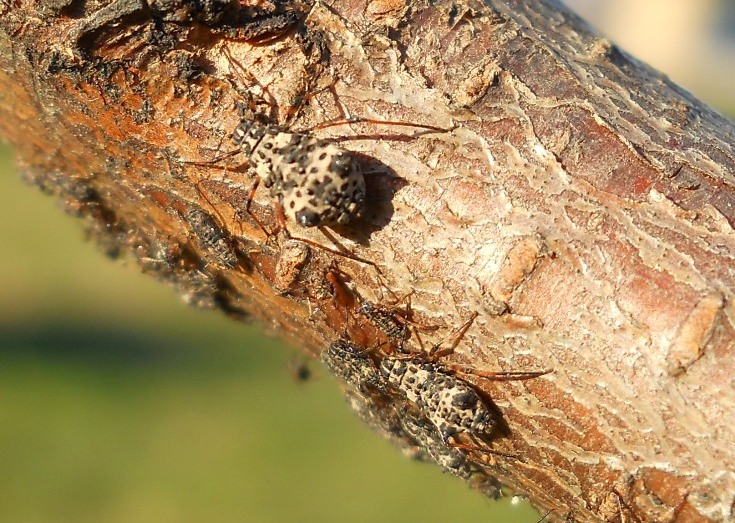 Tuberolachnus salignus (?) (Aphididae)